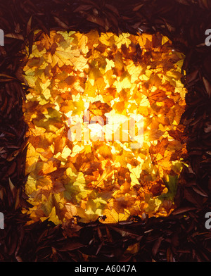 Stillleben mit Herbstlaub Stockfoto