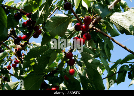 Cherry Orchard, Kent, England, UK Stockfoto