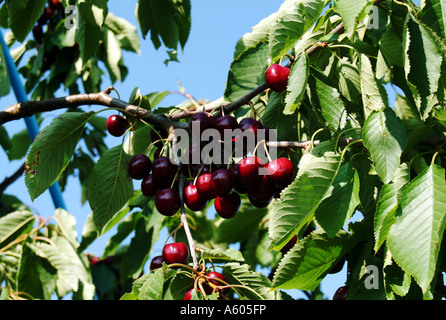 Cherry Orchard, Kent, England, UK Stockfoto