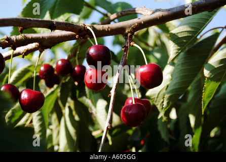 Cherry Orchard, Kent, England, UK Stockfoto