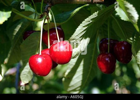 Cherry Orchard, Kent, England, UK Stockfoto