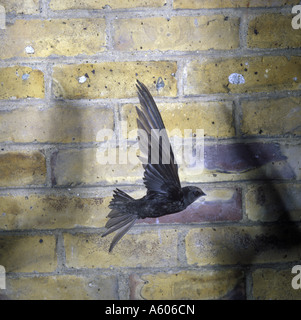 SWIFT-Apus Apus im Flug in der Nähe von Ziegel Wand Schatten Stockfoto