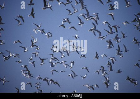 Sandwich Tern Sterna Sandvicensis Masse im Flug Stockfoto