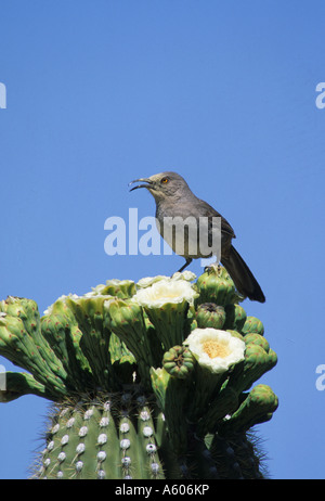 Thrasher Kurve berechnet Toxostoma Curvirostre auf Saguaro-Kaktus Stockfoto