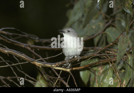 Grey Shrike Soor Colluricincla Mundharmonika Australien Stockfoto