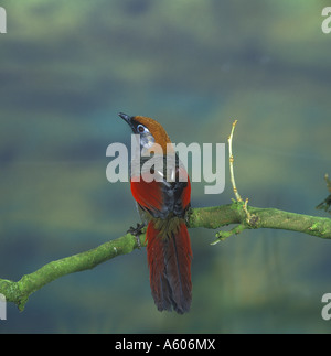 Redtailed Lachen Soor Garrulax Milnei Perched Stockfoto