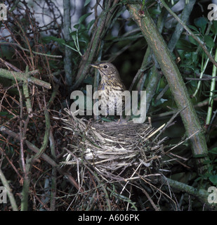 Singdrossel Turdus Philomelos am Nest junge gerade sichtbar Stockfoto