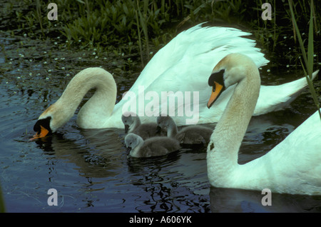 Höckerschwäne Cygnus Olor mit cygnets Stockfoto