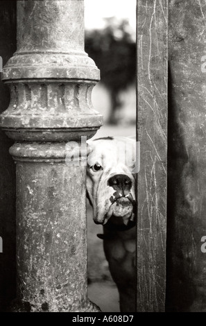 Weißer Hund hinter einem Tor außerhalb suchen Stockfoto