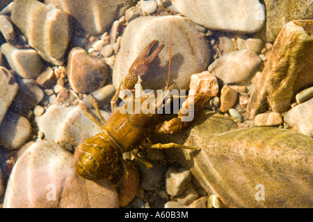 Native weiß krallte Krebse auf dem Bett des Flusses Lune im seichten Wasser, wo sie brüten Stockfoto