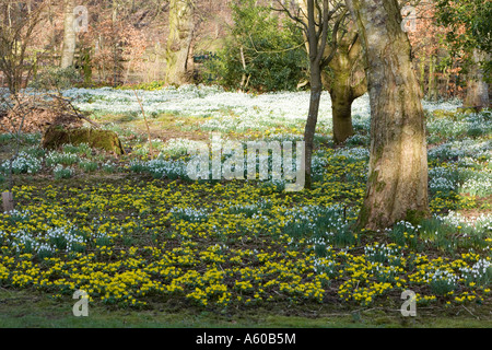 Schneeglöckchen und Winter Aconites in einem Obstgarten Stockfoto