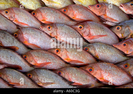 Anzeige der Fisch auf einem Markt in Papeete auf der Insel Tahiti Stockfoto