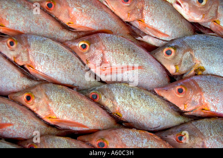 Anzeige der Fisch auf einem Markt in Papeete auf der Insel Tahiti Stockfoto