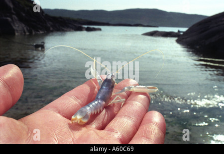 Baby bewirtschaftet Hummer in Captivityat Ardtoe Fischereiforschung Einrichtung Schottland gezüchtet Stockfoto
