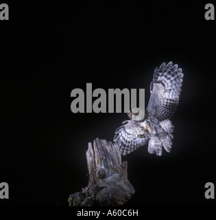 Tawny Owl Strix aluco In flight about to land on tree stump Stockfoto