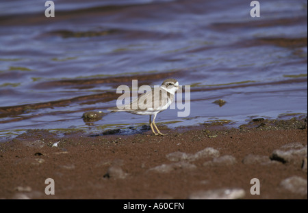 Semipalmated Regenpfeifer Charadrius Semipalmatus Rabida Insel Galapagos Stockfoto