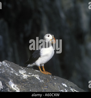 Papageitaucher Fratercula Arctica Nahaufnahme thront auf Felsen Stockfoto