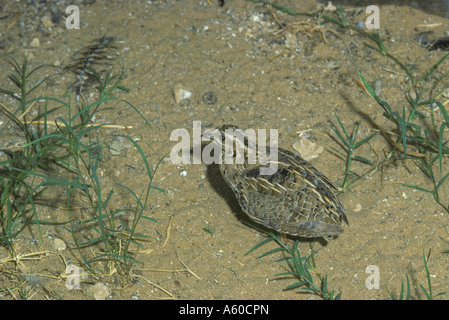Gemeinsamen Wachteln Coturnix unter Rasen Stockfoto