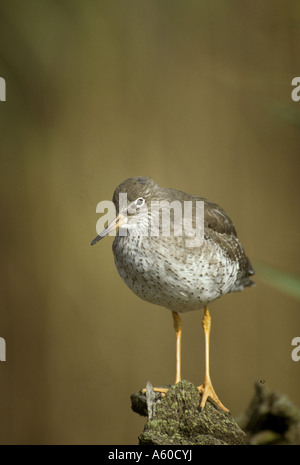 Rotschenkel Tringa Totanus Perched auf Toten Ast Herbst Stockfoto