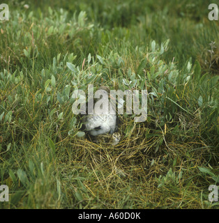 Rotschenkel Tringa Totanus mit jungen im Nest am Boden Stockfoto