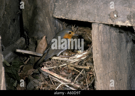Robin Erithacus Rubecula am Nest in alten Schuppen Stockfoto