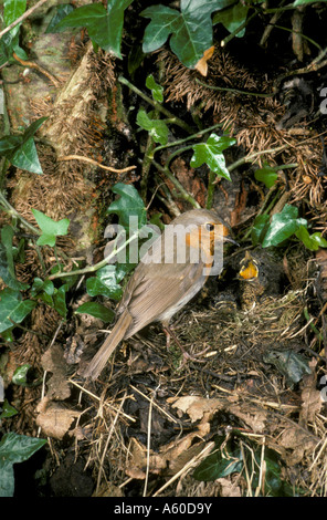 Robin Erithacus Rubecula am Nest, die Jungen füttert Stockfoto