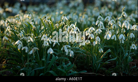 Galanthus Nivalis Schneeglöckchen Januar Stockfoto