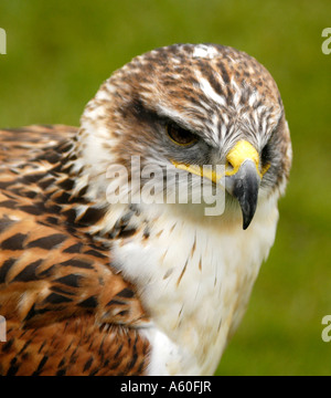Red Kite (Milus milvus) zeigt juveniles Gefieder, England, UK, GB. Stockfoto
