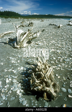 Treibholz auf Gillespie s Beach Südinsel Neuseeland Stockfoto