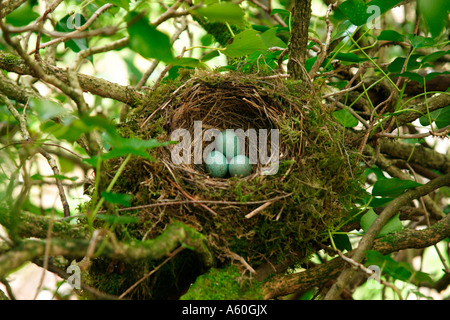 AMSEL TURDUS MERULA NEST MIT EIERN IN RHODODENDRON Stockfoto