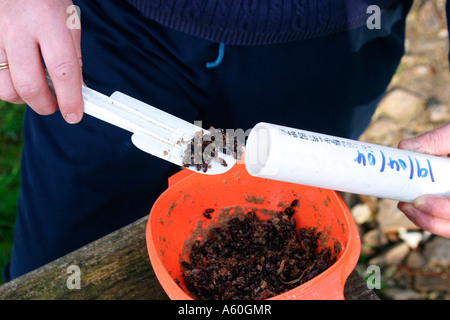 SPITZMAUS NEOMYS FODIENS UMFRAGE KÖDER WASSERSCHLAUCH MIT ROLLEN Stockfoto