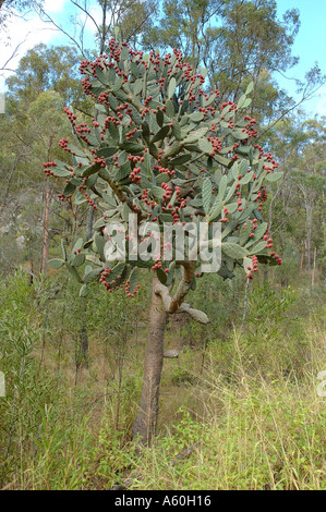 Feigenkaktus Opuntia Ficus Indicus Kakteenarten essbare Früchte Stockfoto