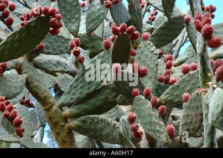 Feigenkaktus Opuntia Ficus Indicus Kakteenarten essbare Früchte Stockfoto