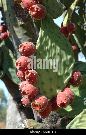 Feigenkaktus Opuntia Ficus Indicus Kakteenarten essbare Früchte Stockfoto