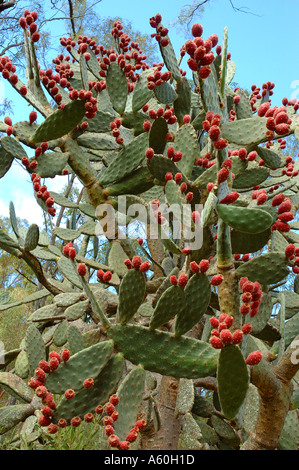 Feigenkaktus Opuntia Ficus Indicus Kakteenarten essbare Früchte Stockfoto