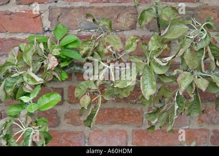 Obst Baum rote Spinnmilbe Panonychus Ulmi Angriff auf Apfelbaum Stockfoto