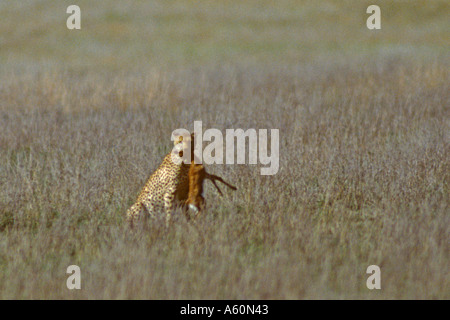 Gepard mit töten Thomson s Gazelle Serengeti Tansania Acinonyx Jubatus Gazella thomsonii Stockfoto