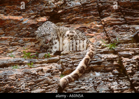 Snow Leopard knurrend Panthera uncia Stockfoto