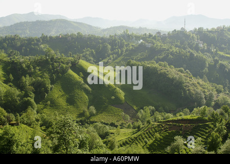 Teepflanze (Camellia Sinensis, Thea Sinensis, Camellia Sinensis var. Assamica, Thea Assamica), Tee-Plantagen auf dem Berg-s Stockfoto