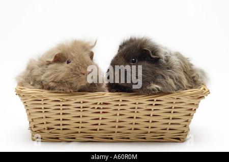 Texel-Meerschweinchen (Cavia Aperea F. Porcellus), zwei Jungtiere sitzen in einem Brotkorb Stockfoto