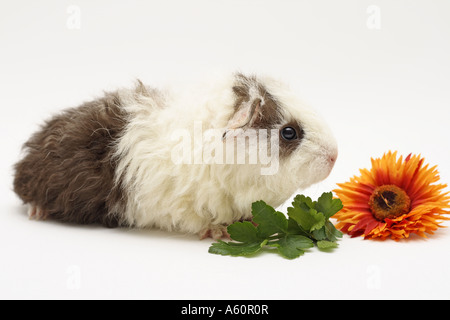 Texel-Meerschweinchen (Cavia Aperea F. Porcellus), jung mit Petersilie und Orange blossom Stockfoto