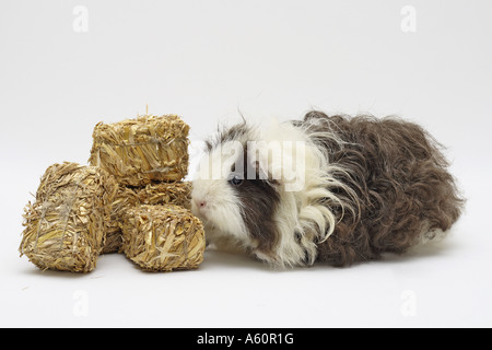 Texel-Meerschweinchen (Cavia Aperea F. Porcellus), weibliche mit Mini-Strohballen Stockfoto