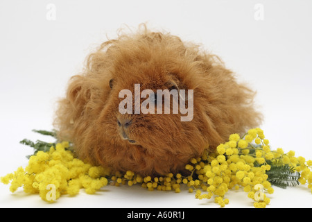 Texel Meerschweinchen (Cavia Aperea F. Porcellus), braune Hündin mit gelben Mimosen Blüten Stockfoto