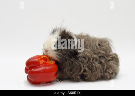 Texel-Meerschweinchen (Cavia Aperea F. Porcellus), mit roter paprika Stockfoto