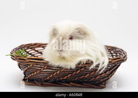 Sheltie-Meerschweinchen (Cavia Aperea F. Porcellus), weiblich in Korb Stockfoto