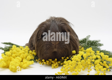 Sheltie-Meerschweinchen (Cavia Aperea F. Porcellus), liegen zwischen gelben Mimosen Blüten Stockfoto