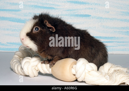 US-Teddy Meerschweinchen, uns Teddy (Cavia Aperea F. Porcellus), Vorderpfoten an einem Seil Stockfoto