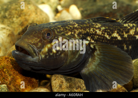 Schwarzmundgrundel (Neogobius Melanostomus), Männlich, Deutschland, Bayern, Danube Stockfoto