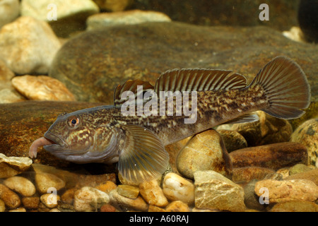 Schwarzmundgrundel (Neogobius Melanostomus), Weiblich, Deutschland, Bayern, Danube Stockfoto