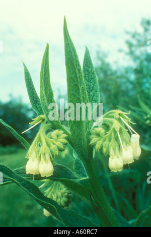 Beinwell mit weißen Blüten Stockfoto